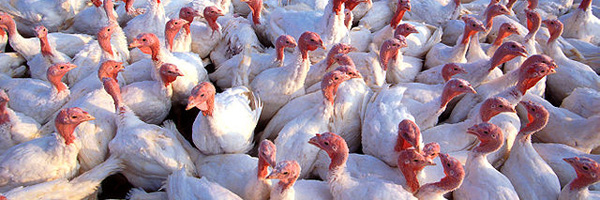 You are currently viewing Turkey Layoffs Continue
